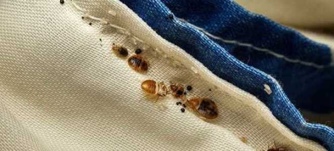 Как вывести клопов из дивана: методы борьбы с клопами