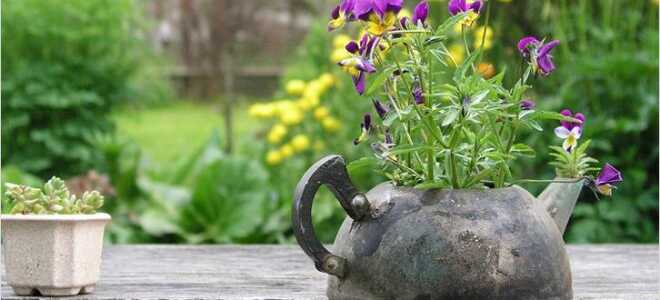 Как облагородить дачный участок