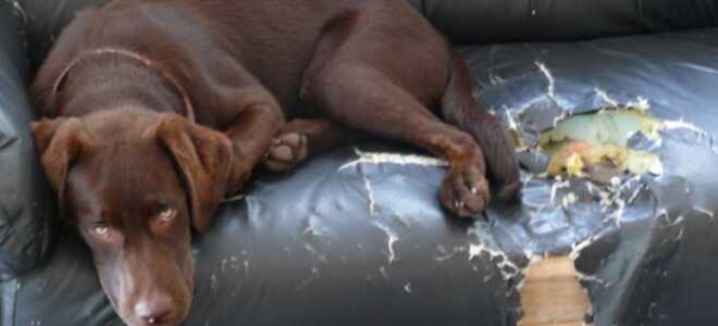 Как отучить собаку грызть мебель?
