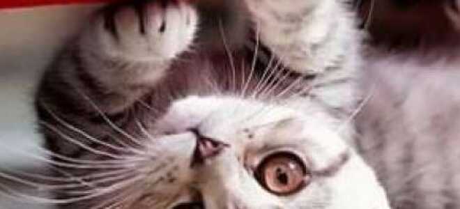 Антивандальная ткань для дивана: красота, долговечность, комфорт