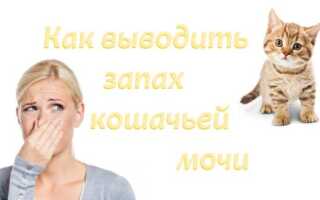Как выводить запах кошачьей мочи