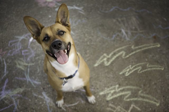 Дворняги могу соблюдать порядок в доме