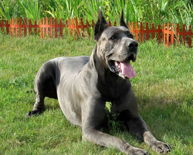 Немецкий дог