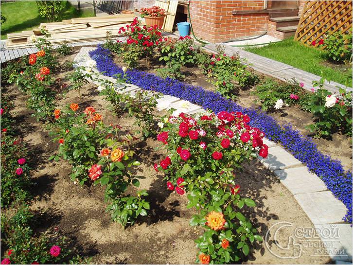 Розовые кусты Розовые кусты