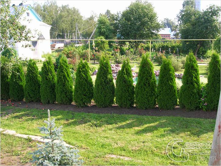 Живая изгородь Живая изгородь