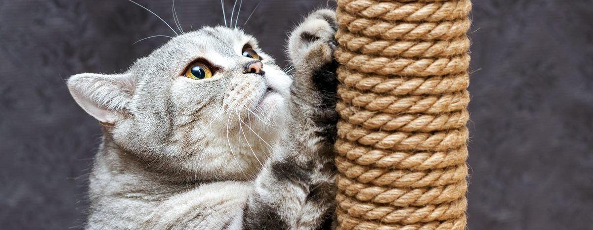 кошки точат когти